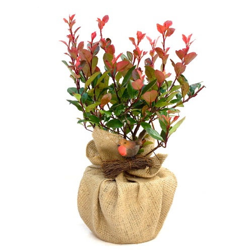  PHOTINIA RED ROBIN PLANT