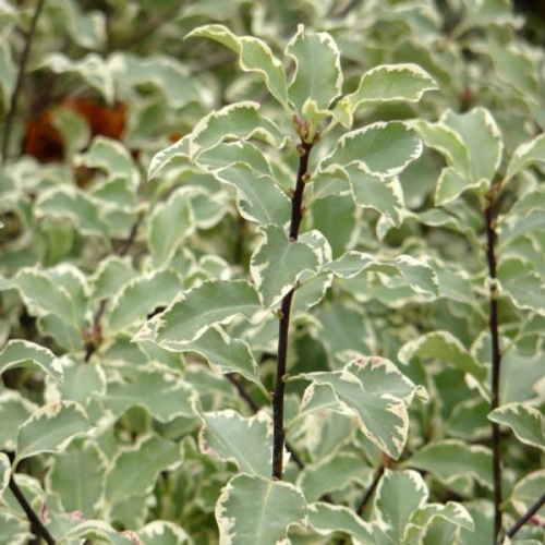 PITTOSPORUM SILVER BALL