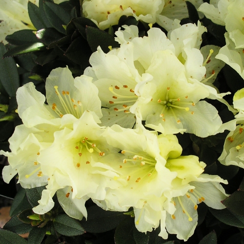 RHODODENDRON GOLDEN WONDER