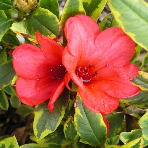 RHODODENDRON FLAMING GOLD