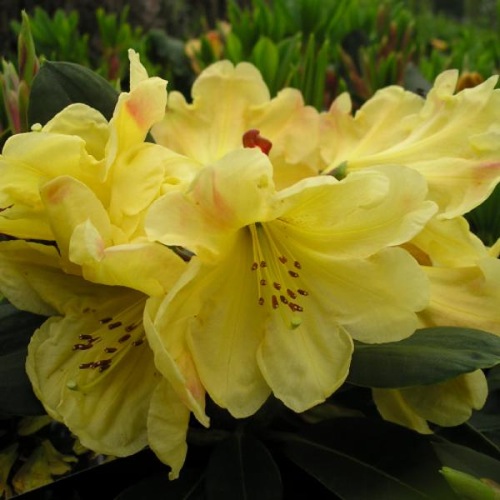 Giftaplant RHODODENDRON GOLDEN WEDDING SPECIMEN