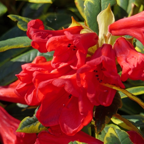 RHODODENDRON (RED) RUBY WEDDING GIFT IDEA