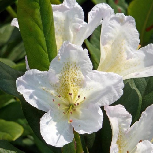 RHODODENDRON  SILVER SIXPENCE