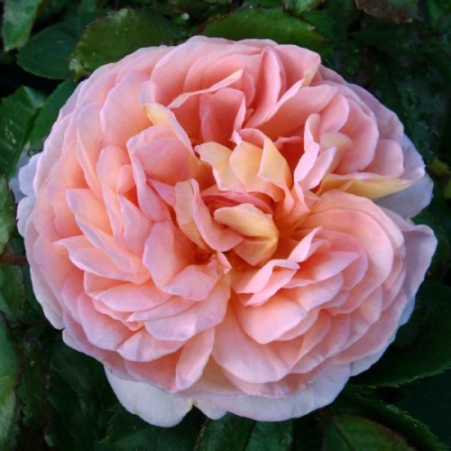 ROSE ABRAHAM DARBY