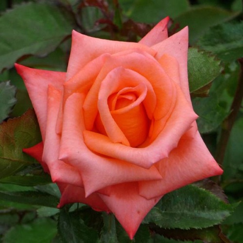 ROSE ANNABELLE 