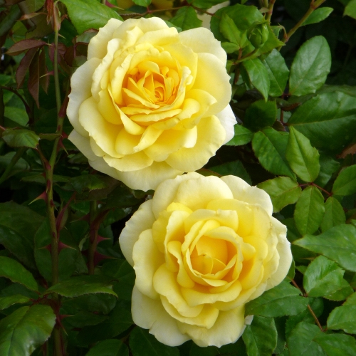 Taplant Rose Bella