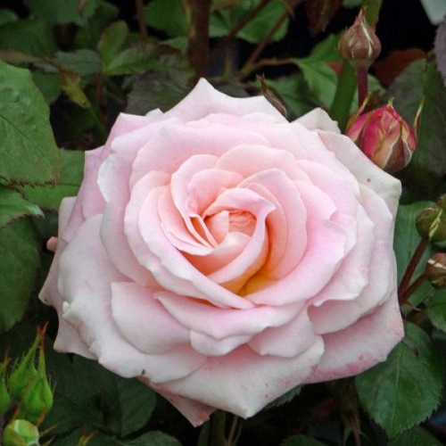 ROSE BRIDE AND GROOM 