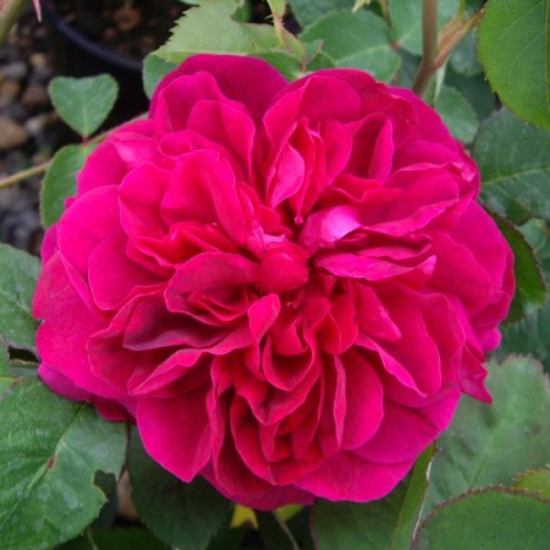 ROSE OTHELLO