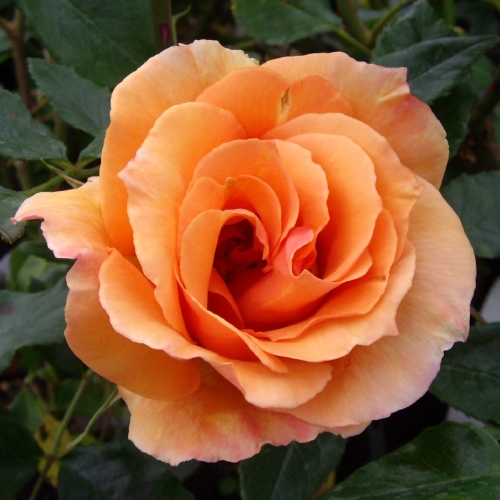 ROSE DAVIDS ROSE 