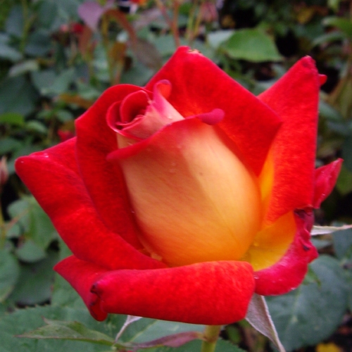 ROSE DICK CLARK 