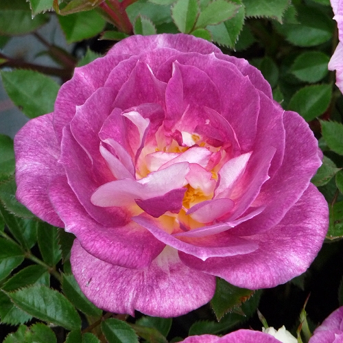 ROSE BLUE BOY 