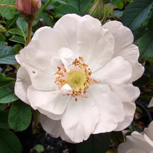 ROSE FREYA