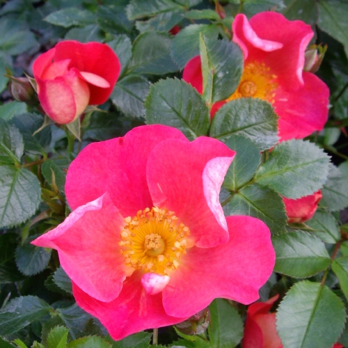 ROSE LUPO