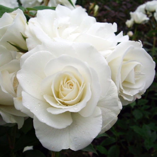 ROCK AND ROLL - ROSE ELVIS