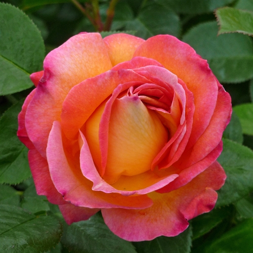ROSE NANCY JEAN