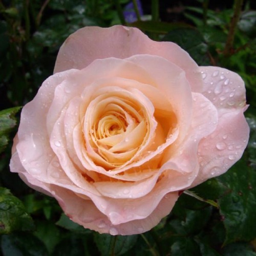 Giftaplant - ROSE FABULOUS AT 60