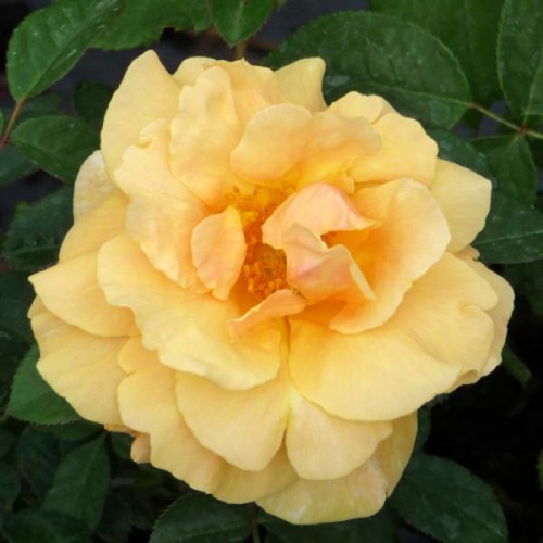 ROSE FABULOUS AT 70 ® 