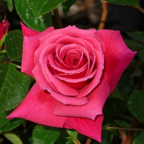 ROSE FABULOUS AT 80 ®