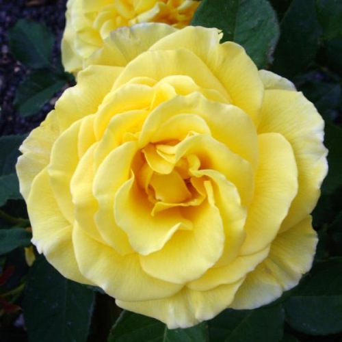ROSE FAYE