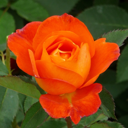 ROSE FOR YOU WITH LOVE