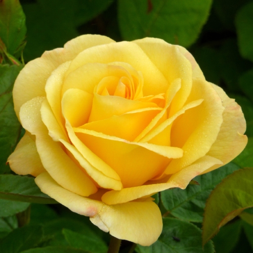 A GOLDEN YELLOW ROSE