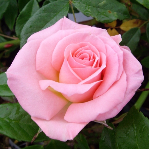ROSE HAPPY SILVER WEDDING
