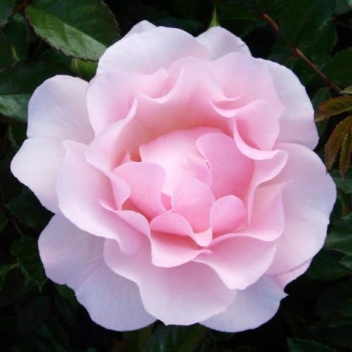 ROSE HAPPY RETIREMENT