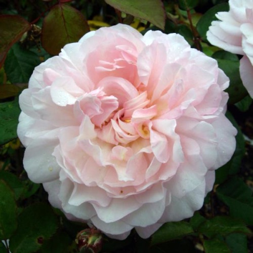 ROSE IRENE WATTS