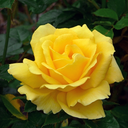 ROSE JOANNE