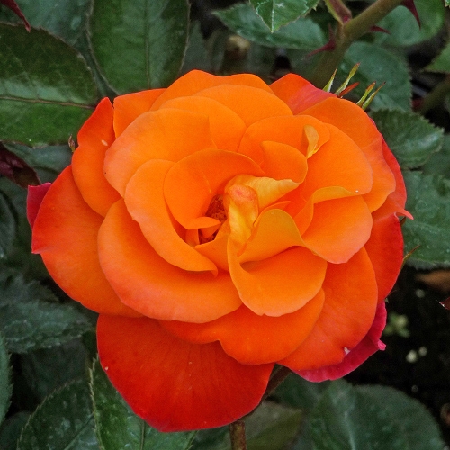ROSE LUCY