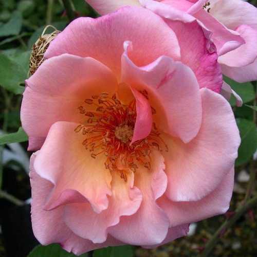 ROSA MEG