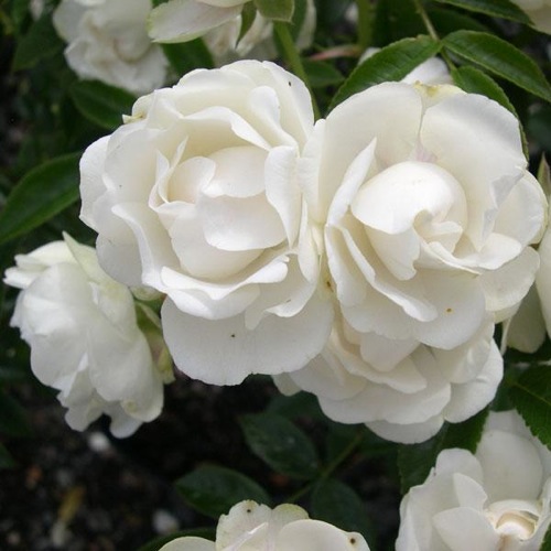 ROSE PAPER ANNIVERSARY