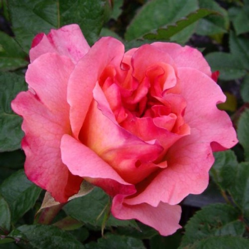 ROSE RACHEL 