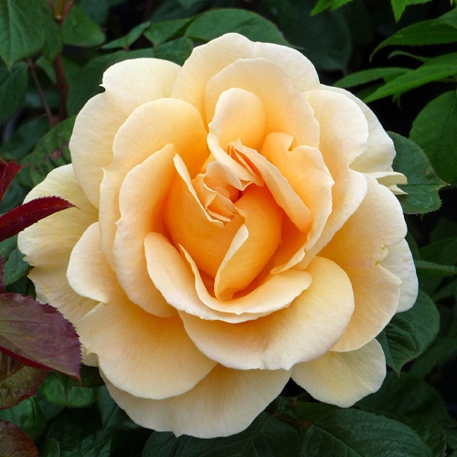 ROSE REBECCA MARY