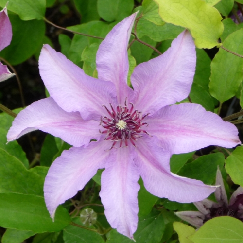 CLEMATIS SARAH ELIZABEH