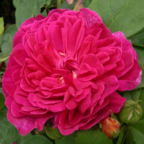 ROSE SOPHY'S ROSE