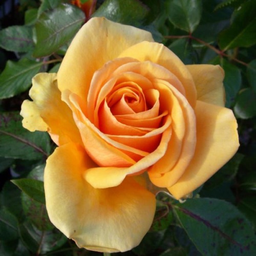 ROSE SIMPLY THE BEST