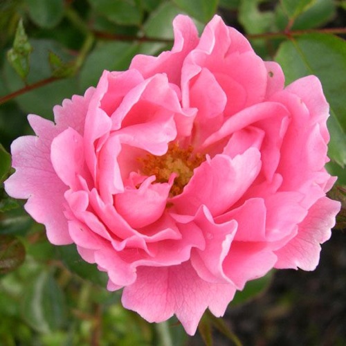 ROSE SURREY
