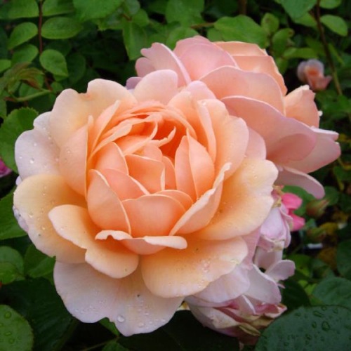 Giftaplant - ROSE SWEET JULIET