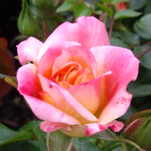 ROSE THANK YOU