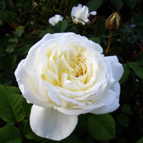 THE DIAMOND WEDDING ROSE 