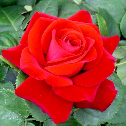 ROSE TOMMY'S ROSE