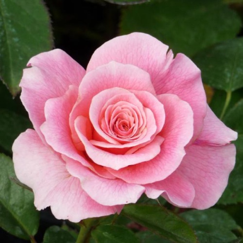 ROSE TICKLED PINK 