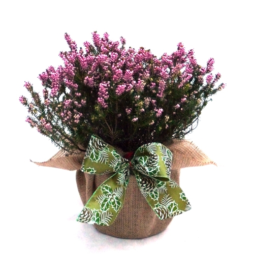 SPRING HEATHER GIFT