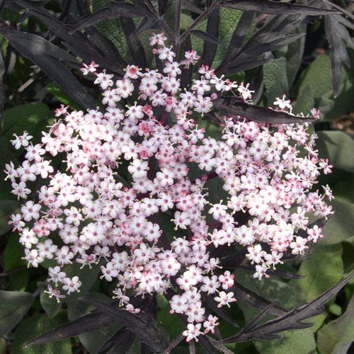 SAMBUCUS BLACK LACE