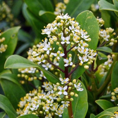 FRAGRANT WHITE SKIMMIA