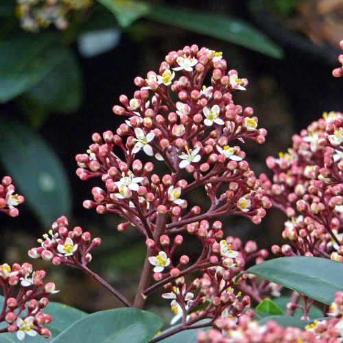 SKIMMIA PLANT GIFT