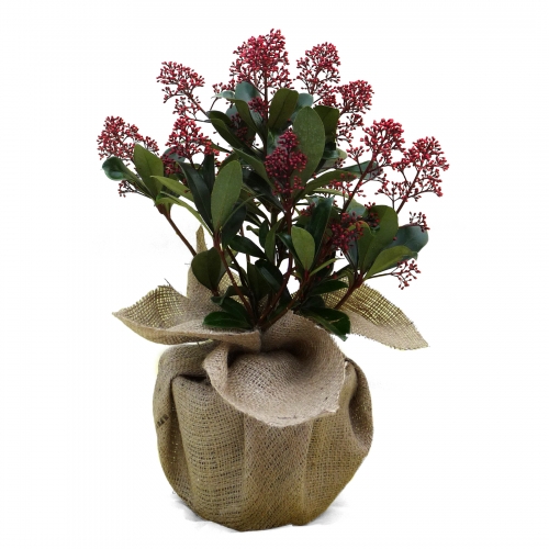 SKIMMIA PLANT