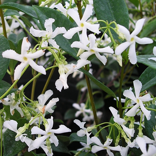 SCENTED STAR JASMINE