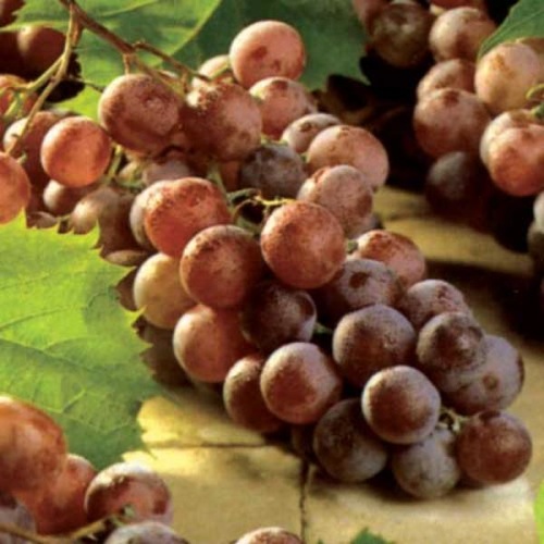 VITIS BLACK GRAPE